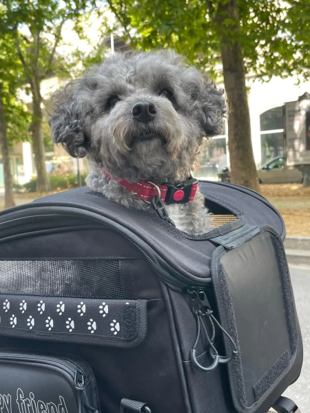 Pet Bag 30 Liters Black-0